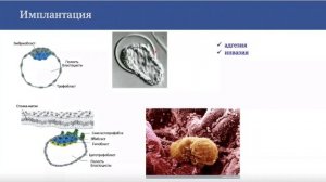 Лекция 2. Цитология | Егорова А.В.