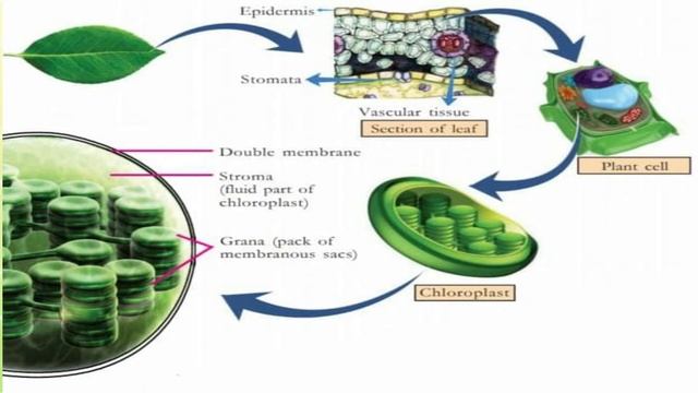 9TH BIOLOGY UNIT 1 PROTECTERS OF BIOSPHERE--PART 1 смотреть онлайн