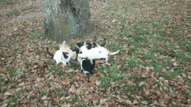 Голодные деревенские коты. Котлета. смотреть онлайн