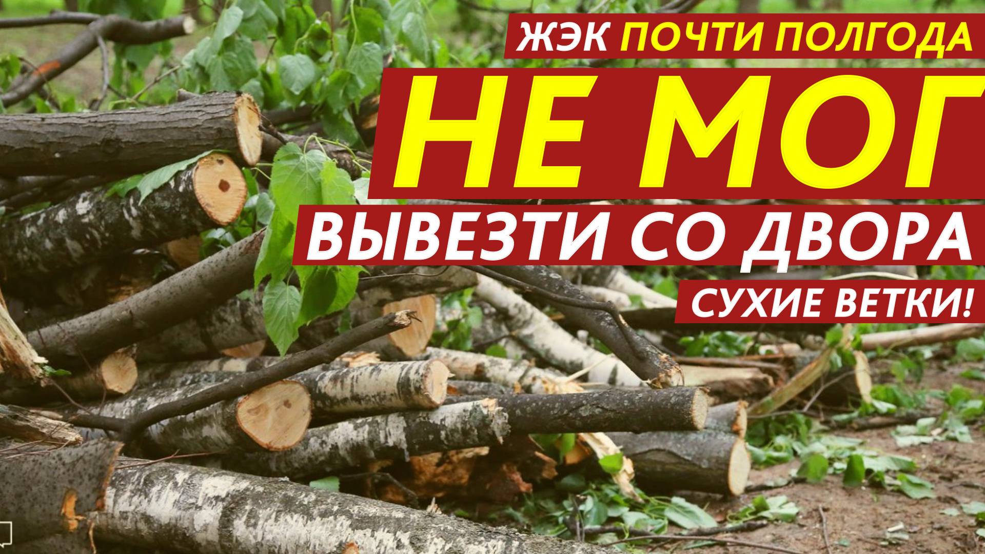 ЖЭК почти полгода не мог вывезти со двора сухие ветки! смотреть онлайн