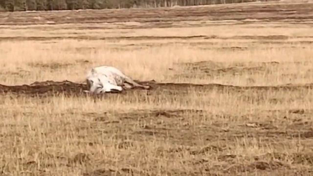 Лошадь на земле смотреть онлайн