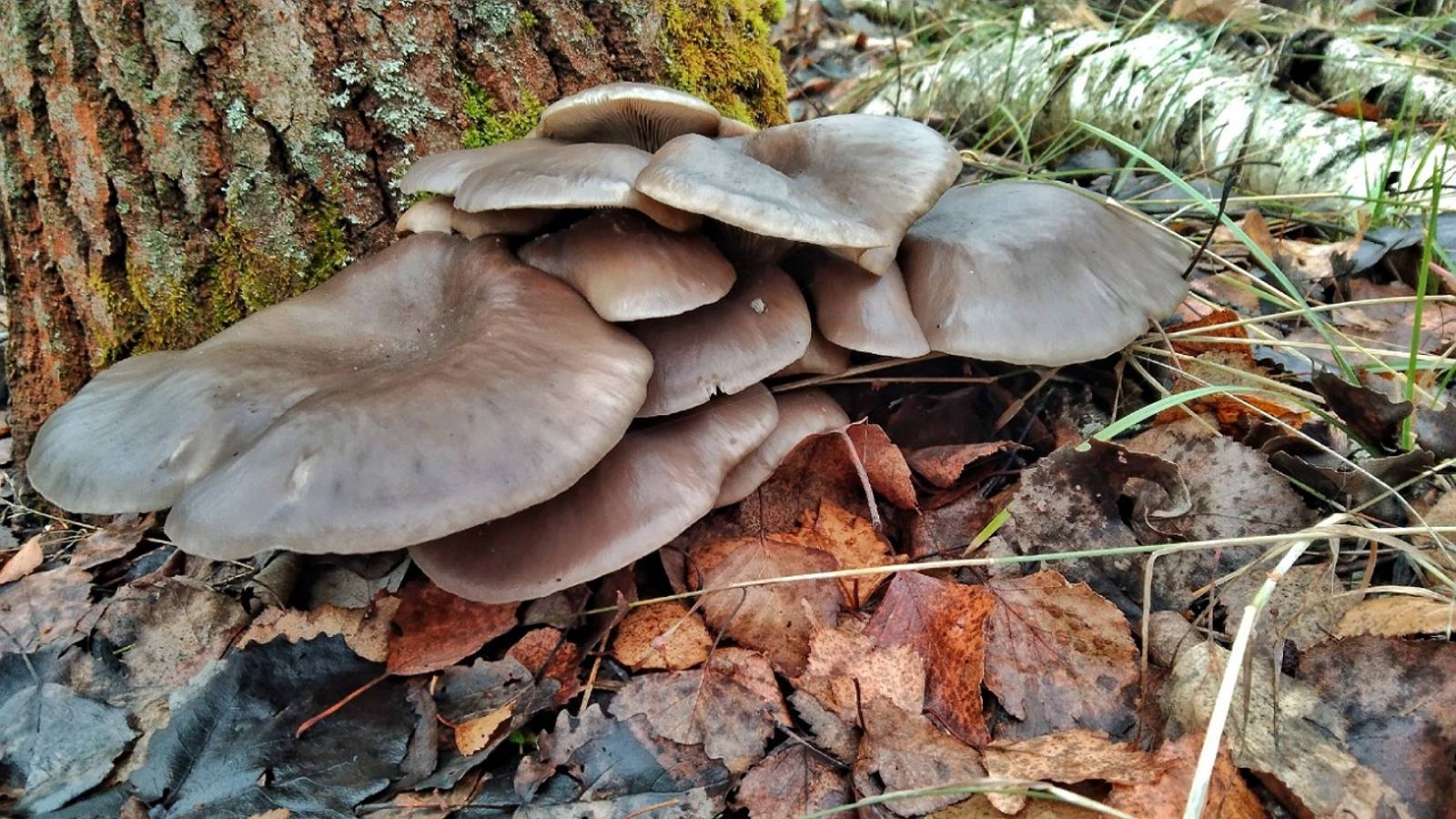 ГРИБНИК НЕ ОЖИДАЛ УВИДЕТЬ СТОЛЬКО ГРИБОВ!!!Сбор грибов перед снегом смотреть онлайн
