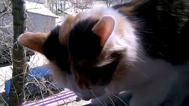 Кошка Слышь,ты че такая дерзкая, а смотреть онлайн