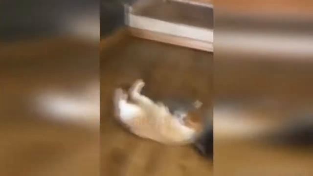 Приколы с Котами - Смешные коты и кошки 2018 - Funny Cats смотреть онлайн