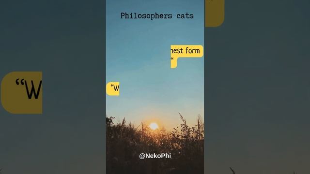 Cats Philosophy about laziness #catsphilosophy #catscontent #smartcats смотреть онлайн