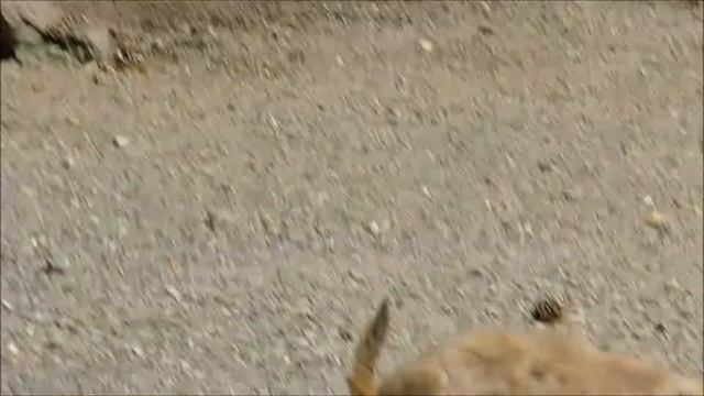 Луговые собачки загорают и кушают витамины 30.06.2022 смотреть онлайн