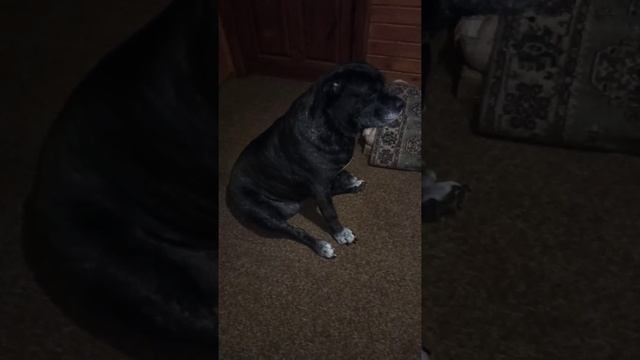 Кане Корсо. Cane Corso. Собака - раскоряка. Вечерние посиделки. смотреть онлайн