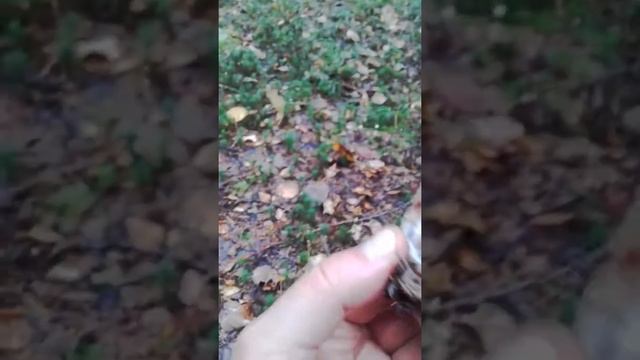 грибы от Натальи 2019 смотреть онлайн