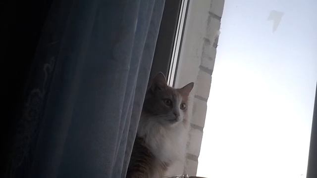 Упоротый кот смотреть онлайн