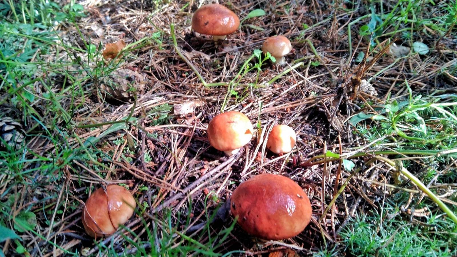 НАРВАЛСЯ НА ПОЛЯНЫ МОЛОДЫХ, СОЧНЫХ ГРИБОВ. Сбор грибов 2024. смотреть онлайн