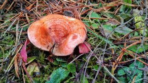 НЕТРОНУТЫЙ ЛЕС!!! ГРИБЫ на КАЖДОМ ШАГУ! Массовый сбор грибов