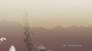 KASHIWA Daisuke - stella