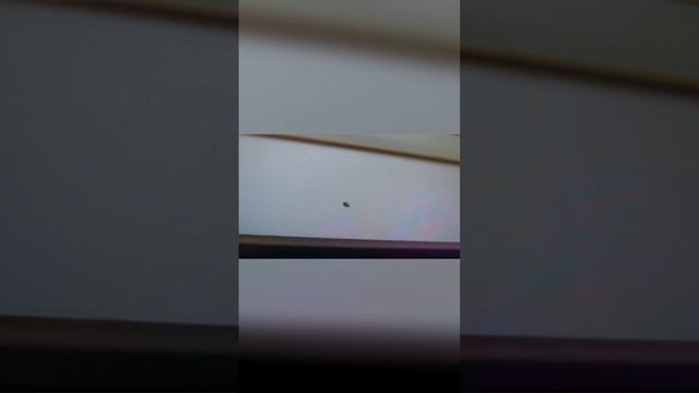 Уничтожение Клопов Видное