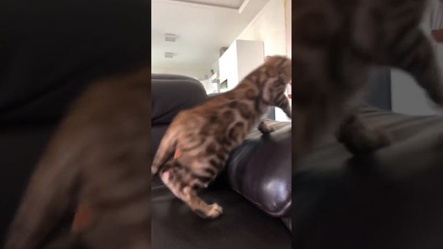 Завели кота ✌️ 3. Месяца смотреть онлайн