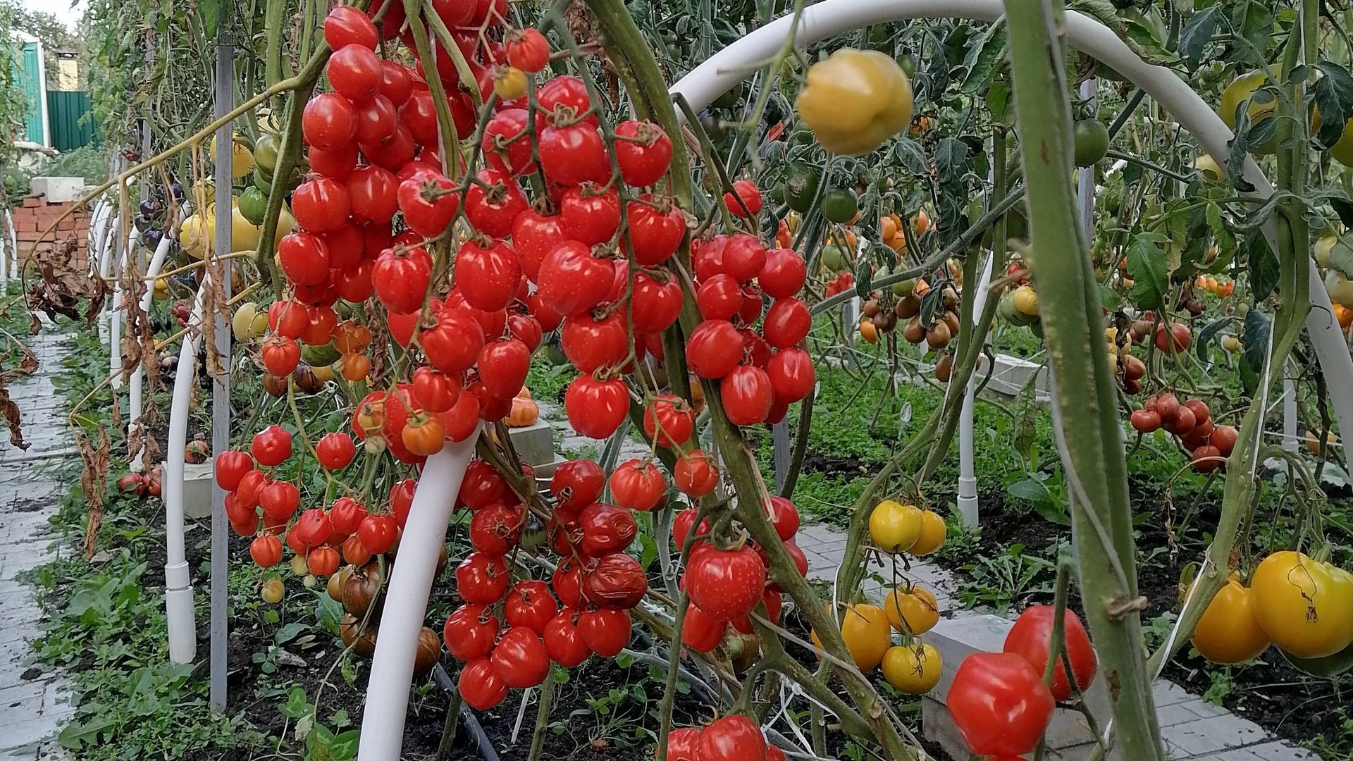 Томаты Черри в открытом грунте смотреть онлайн