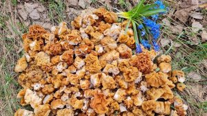 ПЕРВЫЕ ВЕСЕННИЕ ГРИБЫ!!! Удачно заглянул в лес. Сбор грибов строчков