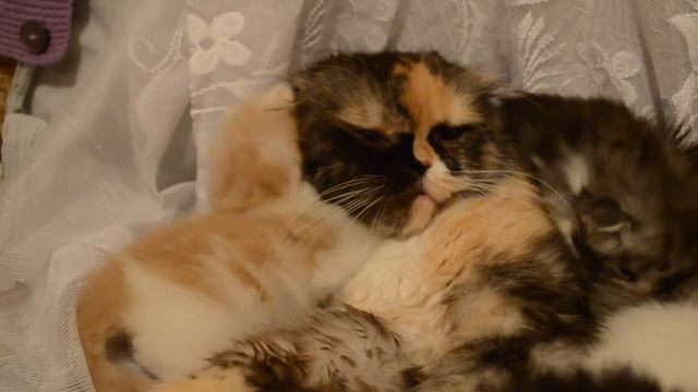 И снова кошки 4 170 смотреть онлайн