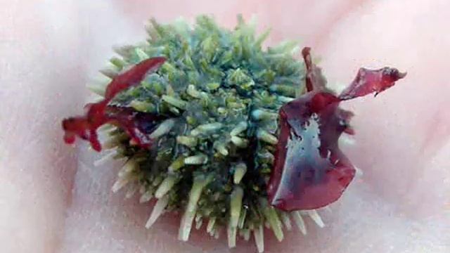 ( Echinoidea - sea urchins ) القنفذيّات смотреть онлайн