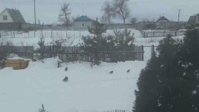 Куропатки смотреть онлайн