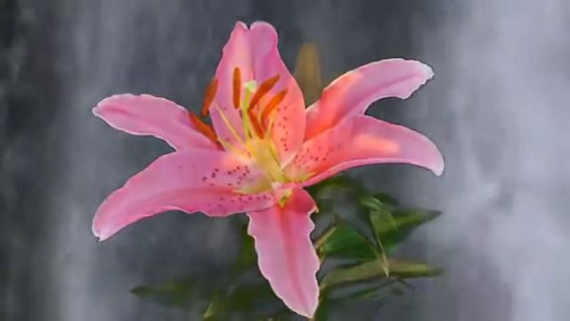 видео для ресепшена