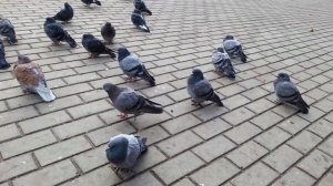 Голуби какают