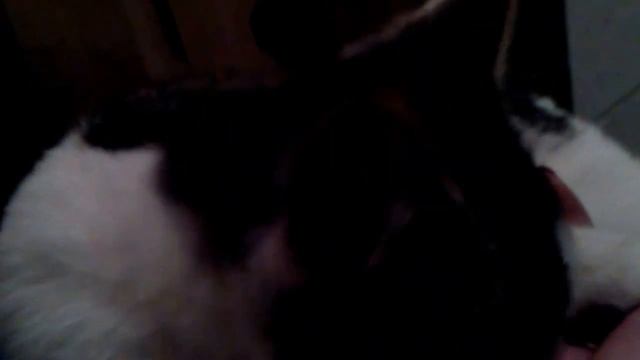 Милый котенок облизывает мне руку)) Cute Kitten Wants Some Milk