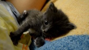 Спасение котят. Котята остались без мамы