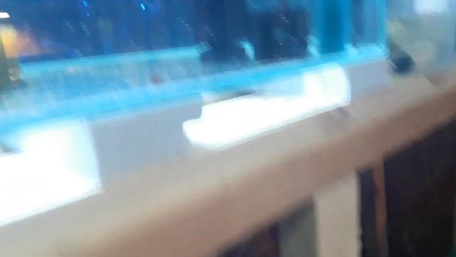 #Аулофорус#с#нуля#холявный#корм#часть#1