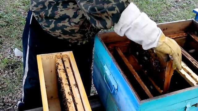 Обзор ульев. Объединение отводков . смотреть онлайн