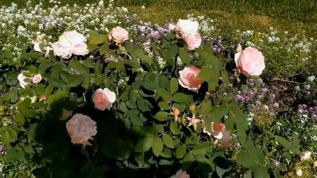 Подарок для мамы Селима)))куча мужей Лены Хеппи на блюдечке) смотреть онлайн