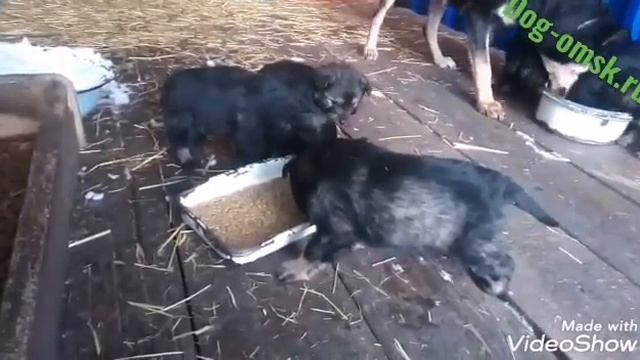 Новости от деток мамы КАТИ смотреть онлайн