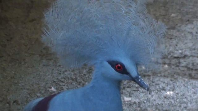 Венценосный голубь.Килограммовый красавчик.Парк птиц и рептилий.5ч..Бали .Индонезия.