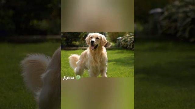 Кто ты по знаку зодиака из псов 🐶🐕🌺 смотреть онлайн