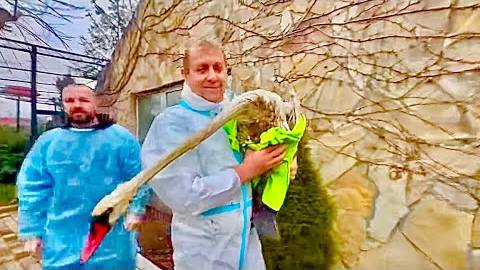 Олег Зубков с доктором Василием несут бедную птицу греться в теплый домик, ВСЕ УСТАЛИ!!! смотреть онлайн