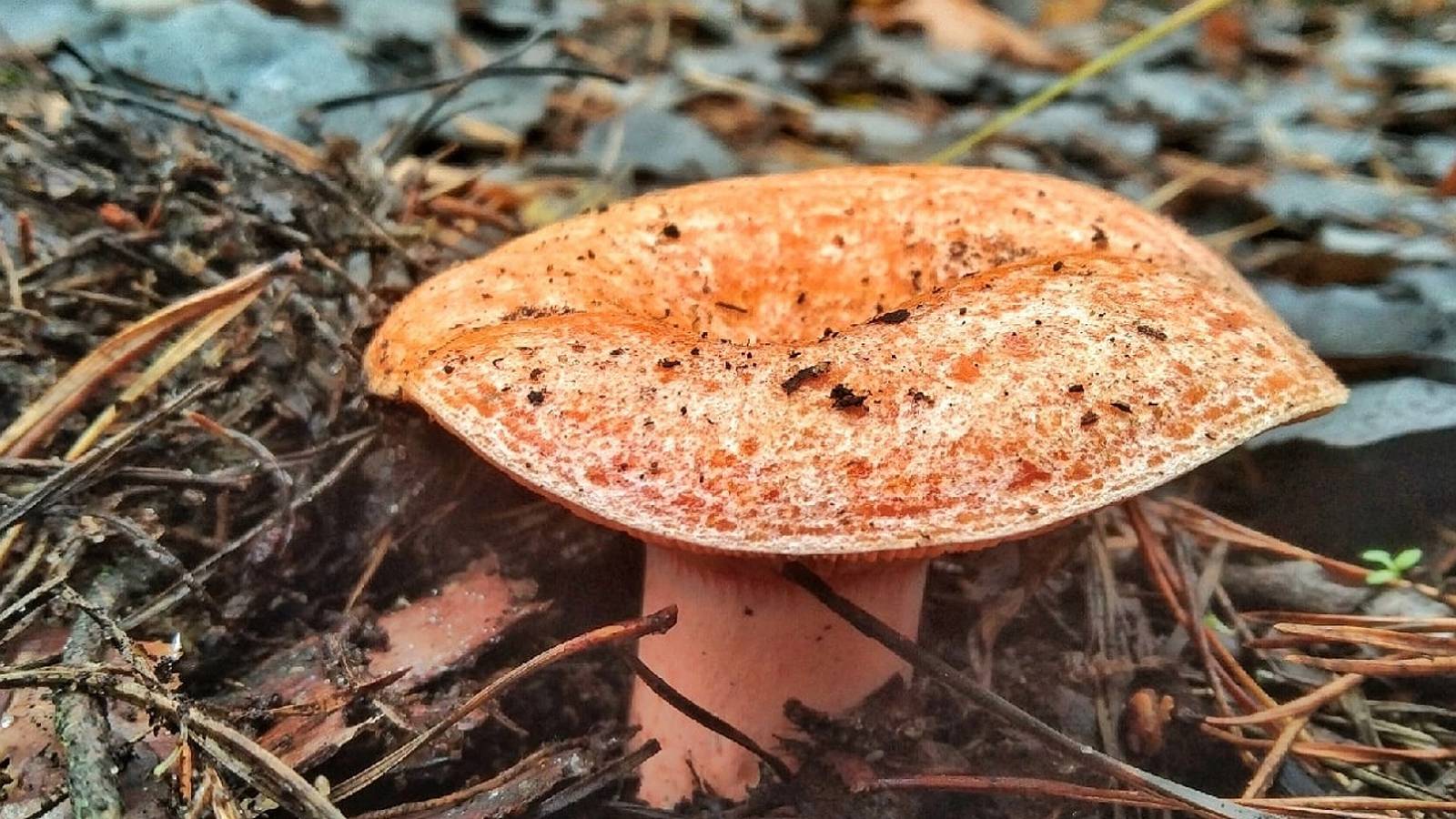 Нашел Поляны ЦАРСКИХ ГРИБОВ!!! Грибник в ШОКЕ. Сбор грибов 2023 смотреть онлайн