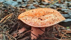 Нашел Поляны ЦАРСКИХ ГРИБОВ!!! Грибник в ШОКЕ. Сбор грибов 2023