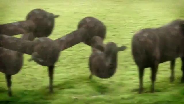 Накурился? Посмотри!Не куриш?поржи! смотреть онлайн