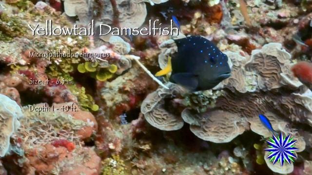 Roatan, Honduras 4K - Episode 2 смотреть онлайн
