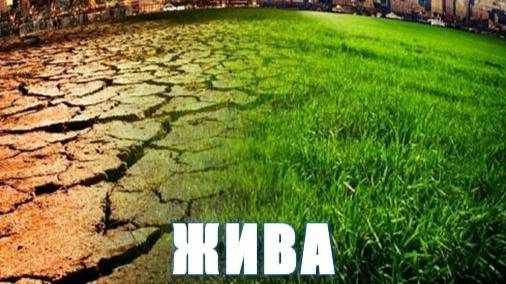 ЖИВА. Счастье для ваших растений. 4 мин смотреть онлайн