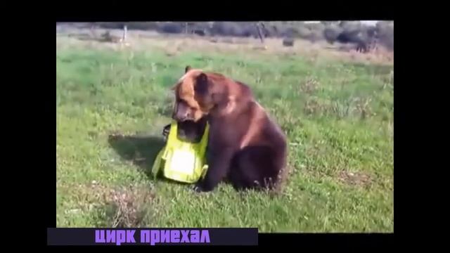 Цирк приехал смотреть онлайн