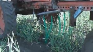 Полив чеснока