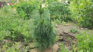 Обзор сортов редких сосен в нашем саду.