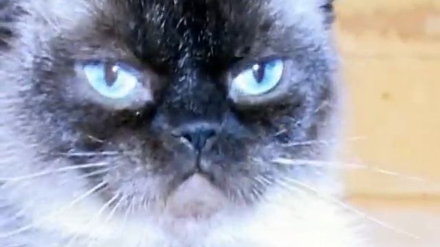 Супер кошки для Вас смотреть онлайн