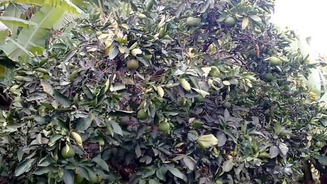 Quanto tempo demora para um pé de laranja dar frutos смотреть онлайн