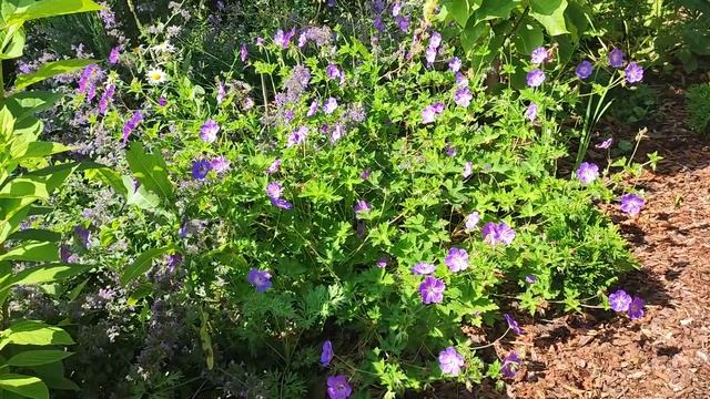 Садовые герани. Самые лучшие сорта. смотреть онлайн