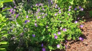 Садовые герани. Самые лучшие сорта.