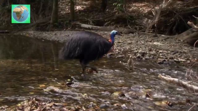 Красивые кадры животного мира смотреть онлайн