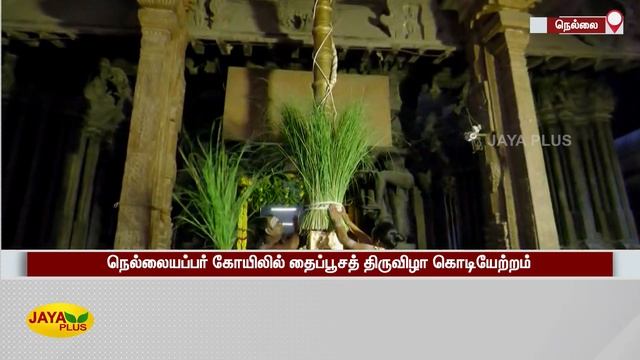நெல்லையப்பர் கோயிலில் தைப்பூசத் திருவிழா கொடியேற்றம் | Nellaiappar Temple | Thaipusam смотреть онлайн