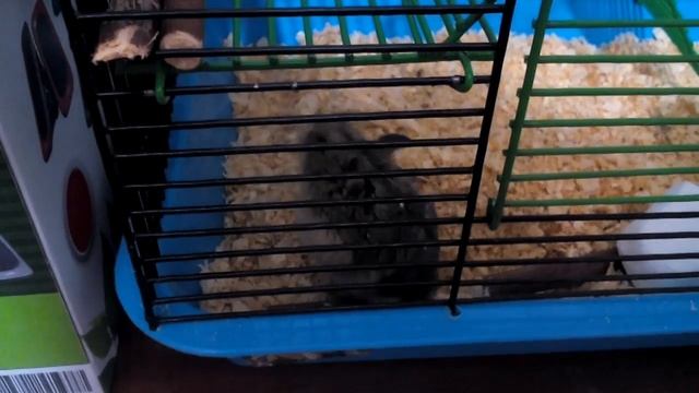 Шушлайка(3) смотреть онлайн