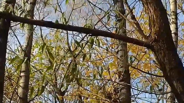 Живу в лесу смотреть онлайн